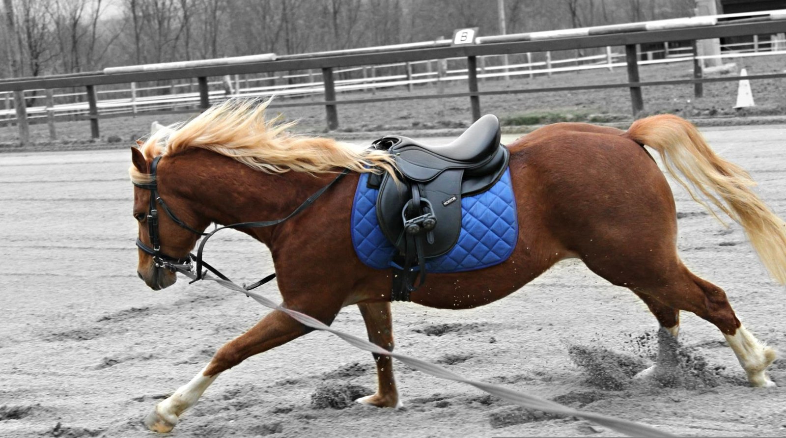 A chestnut pony with a flaxen mane trotting on a lunge line in a sand arena